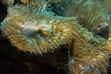large sea anenome in an aquarium