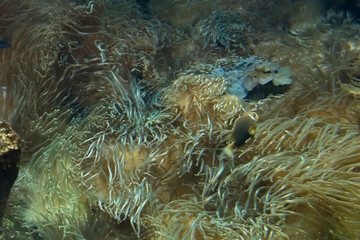 Naklejka na ściany i meble Heteractis, crispa a long tentacled sea anenome