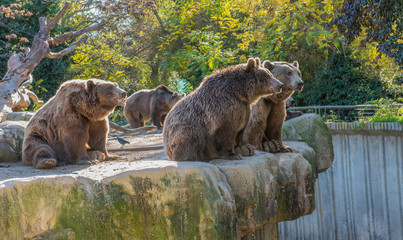 Brown bears in a zoo