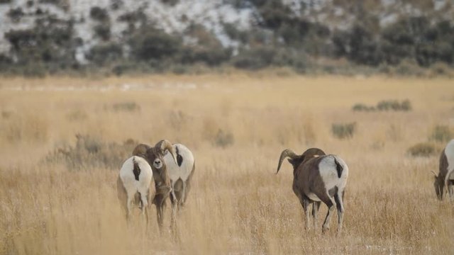 Bighorn Rams in Field Test Each Other