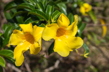 Fototapeta na wymiar Allamanda flowers