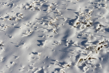 meadow snow texture