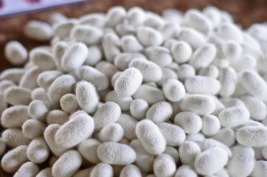 Close up white cocoons