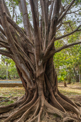 Obraz premium Pamplemousses botanical garden, Mauritius