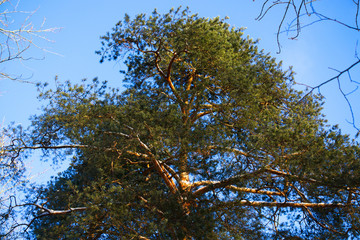 Крона кедра на фоне синего неба 