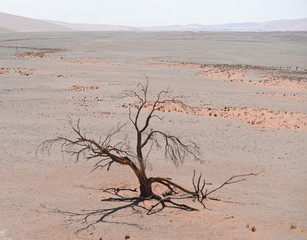 desert landscape