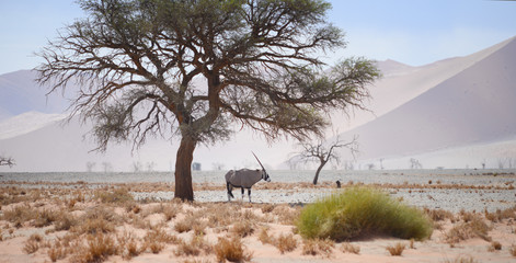 oryx in Namibia