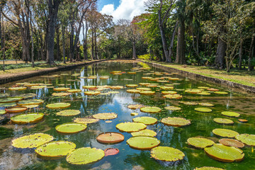 Sir Seewoosagur Ramgoolam Botanical Garden, Victoria Amazonica 