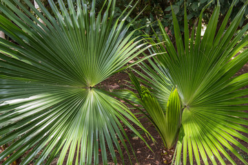 Palm leaves