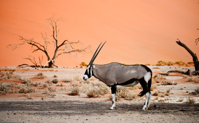 oryx in Africa