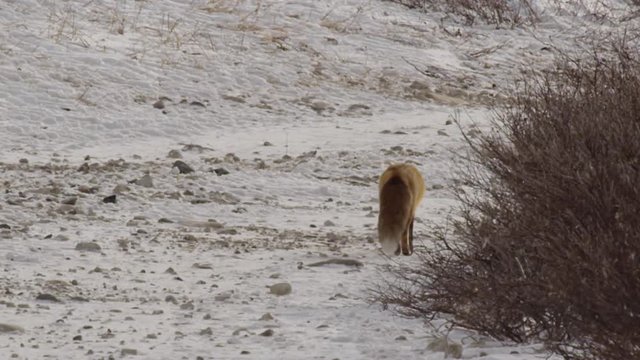 Slow motion - red fox runs next to willows on snowy gravel