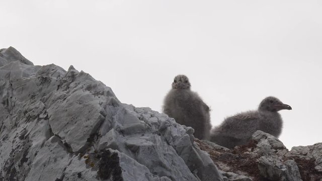 Two glaucus gull chicks sit atop boulder in their nest