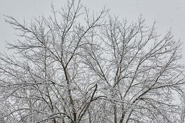 Fototapeta na wymiar the winter tree with snow from russia