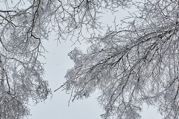 Fototapeta na wymiar the winter tree with snow from russia