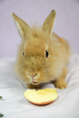 Królik i jabłko © Aruru