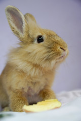 Królik i jabłko © Aruru