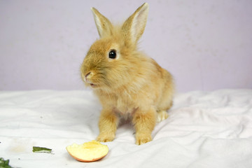 Królik i jabłko © Aruru