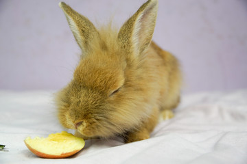 Królik i jabłko © Aruru