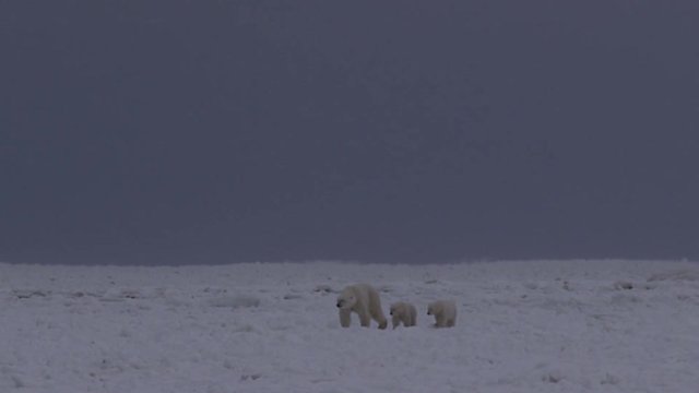 Polar bear family walks along undulating sea ice in storm
