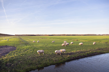 Fototapeta premium sheep in meadow of polder purmer near purmerend north of amsterd