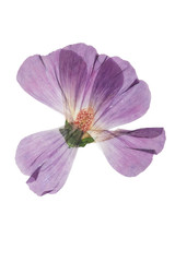 Pressed and dried pink flower mallow (malva). Isolated on white background. For use in scrapbooking, floristry (oshibana) or herbarium.