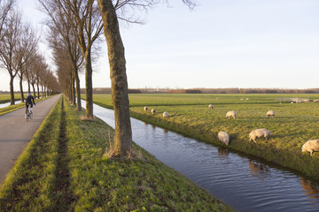 Naklejka premium sheep in meadow and cyclist near purmerend north of amsterdam in