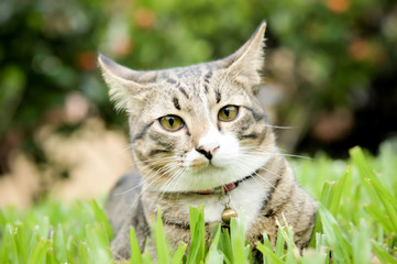 Siamese cat closeup on eye on green grass