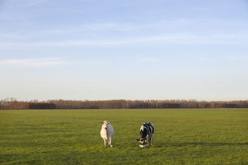 Fototapeta premium two cows in meadow of polder purmer near purmerend north of amst