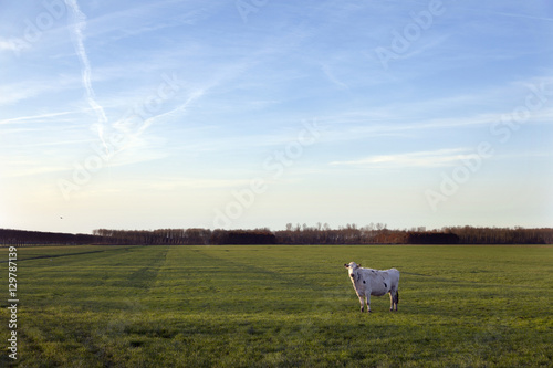 29 besten board bilder auf meadow quot cow in meadow of polder purmer near purmerend of 29 besten board bilder auf meadow quot cow in meadow of polder purmer near purmerend of