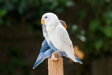 White lovebird standing on the perch on blurred garden background