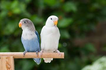Blue and white lovebird standing on the perch on blurred garden background