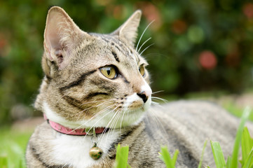 Siamese cat closeup on eye on green grass