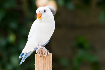 White lovebird standing on the perch on blurred garden background