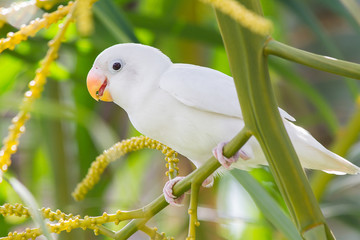White lovebird playing on the tree in garden