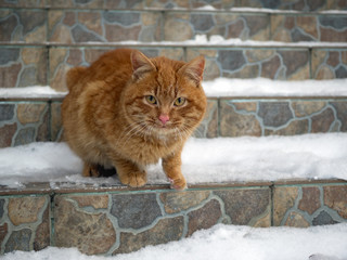 Fototapeta premium Redhead big cat with snowflakes on his face coming down the stairs at home. Snow winter