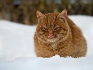 Red cat sitting in snow drifts. Cold, winter