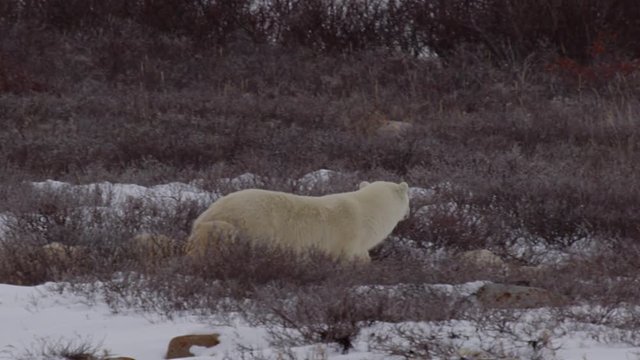 Nervous mother polar bear leads her cubs briskly through snowy willows
