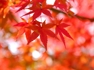 モミジ　紅葉　秋色