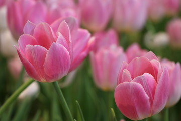 Pink tulips bright color in the garden, soft and beautiful flowers