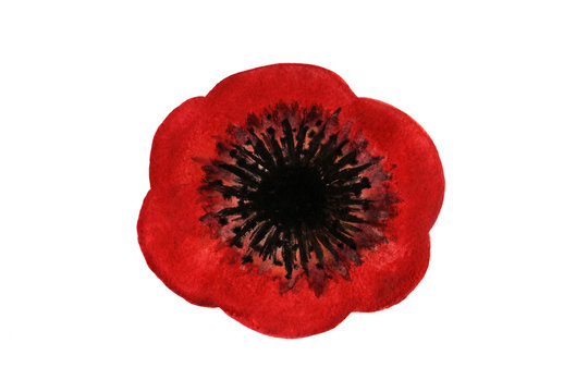 Red watercolor Poppy over white background.