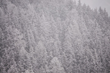 Verschneiter Tannenwald