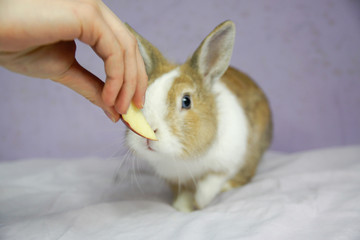 Królik chcący jabłko © Aruru