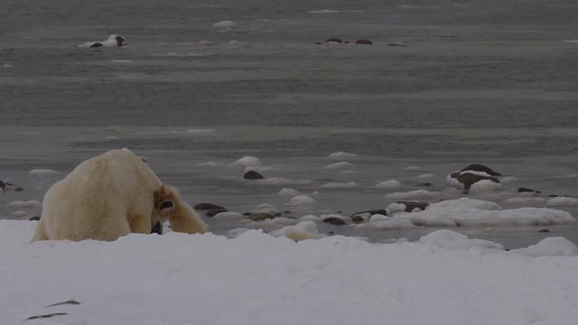 Slow motion - polar bears on snowy beach wrestle and play
