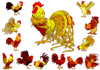 Set yellow red roosters on white © Irbis-Nariel