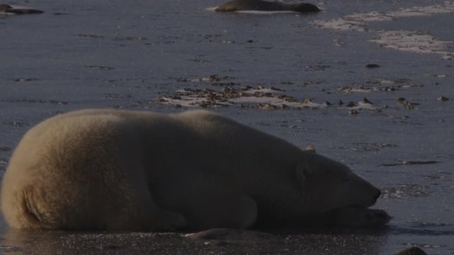 Tight on polar bear sleeping on sea ice for afternoon nap shifts position