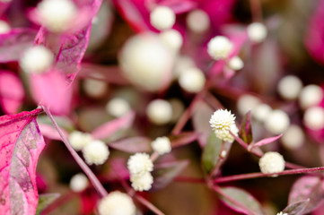 Blooming tree with white flowers. Soft focus. Spring flowers and red leafs background
