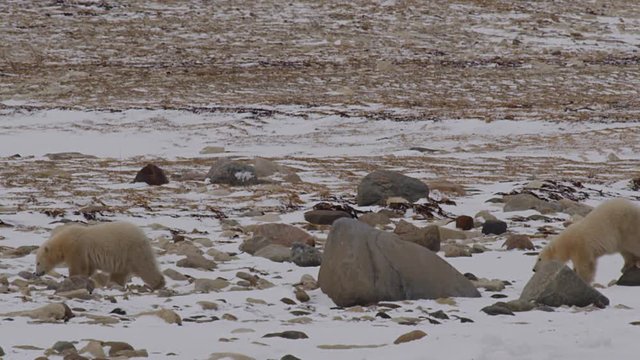 Slow motion - polar bear cubs walking across snowy rock tundra