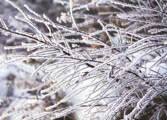 Tree branches covered by white fresh snow.