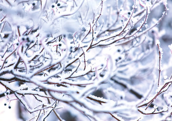 Tree branches covered by white fresh snow.