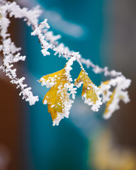 Vibrant nature background, winter trees covered by snow.